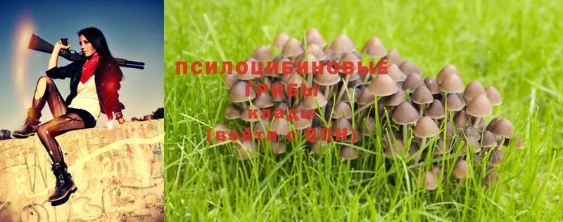 хочу   MEGA рабочий сайт  Псилоцибиновые грибы Psilocybe  Сертолово 